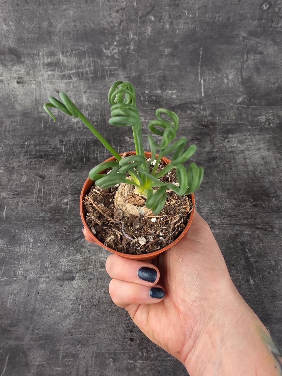 Albuca Spiralis 8,5 cm